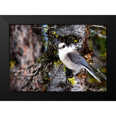 Bird 13 Black Modern Wood Framed Art Print by Lee, Rachel