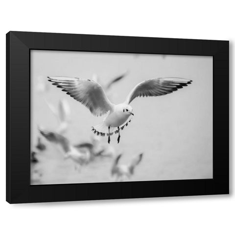 Bird 14 Black Modern Wood Framed Art Print with Double Matting by Lee, Rachel