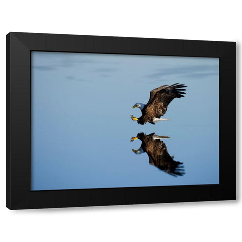 Bird 16 Black Modern Wood Framed Art Print by Lee, Rachel