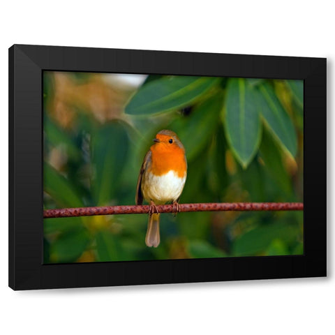 Bird 17 Black Modern Wood Framed Art Print with Double Matting by Lee, Rachel