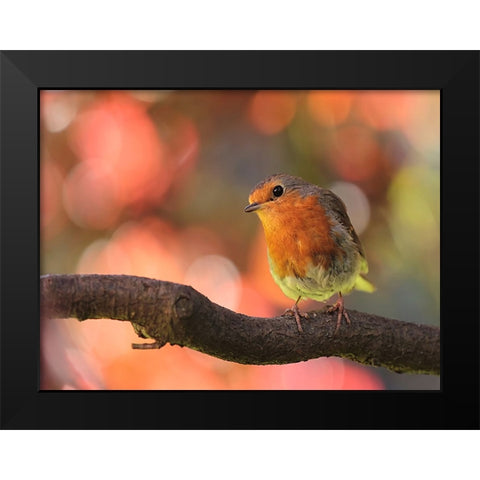 Bird 18 Black Modern Wood Framed Art Print by Lee, Rachel