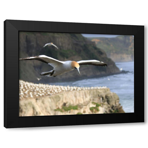 Bird 19 Black Modern Wood Framed Art Print by Lee, Rachel