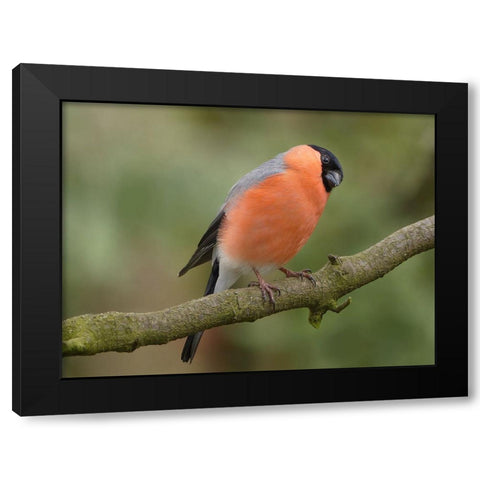 Bird 2 Black Modern Wood Framed Art Print with Double Matting by Lee, Rachel