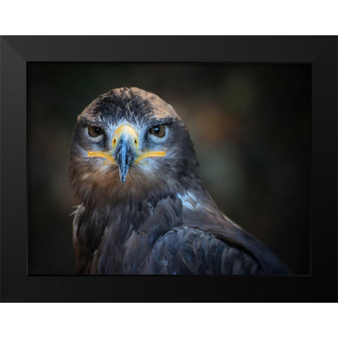 Bird 20 Black Modern Wood Framed Art Print by Lee, Rachel