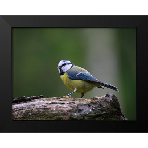 Bird 22 Black Modern Wood Framed Art Print by Lee, Rachel