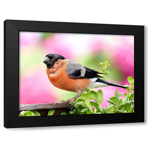 Bird 23 Black Modern Wood Framed Art Print with Double Matting by Lee, Rachel