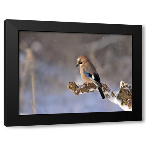 Bird 25 Black Modern Wood Framed Art Print with Double Matting by Lee, Rachel