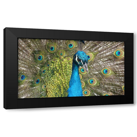 Bird 26 Black Modern Wood Framed Art Print by Lee, Rachel