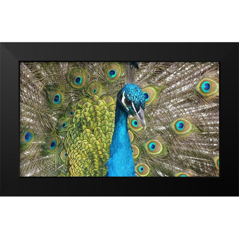 Bird 26 Black Modern Wood Framed Art Print by Lee, Rachel