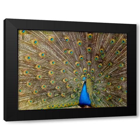Bird 27 Black Modern Wood Framed Art Print with Double Matting by Lee, Rachel