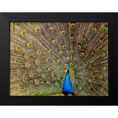 Bird 27 Black Modern Wood Framed Art Print by Lee, Rachel