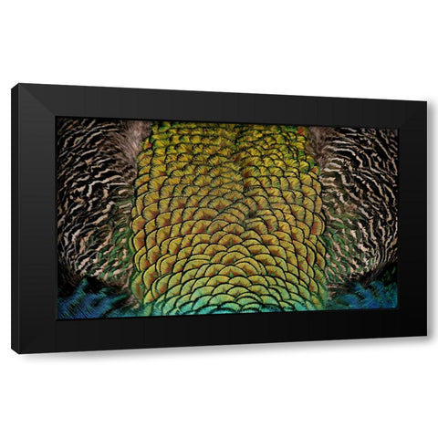 Bird 28 Black Modern Wood Framed Art Print with Double Matting by Lee, Rachel