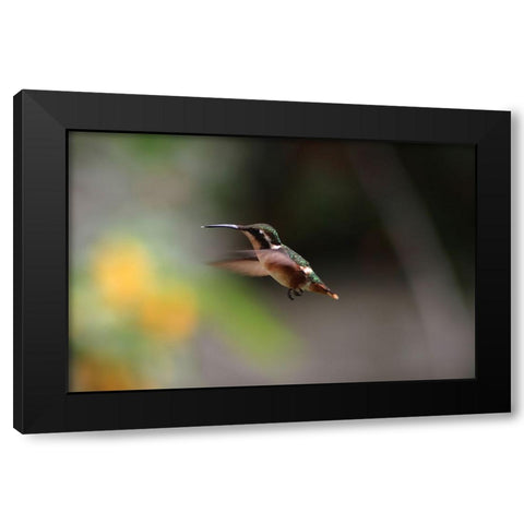 Bird 31 Black Modern Wood Framed Art Print by Lee, Rachel
