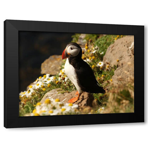 Bird 32 Black Modern Wood Framed Art Print with Double Matting by Lee, Rachel