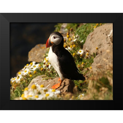 Bird 32 Black Modern Wood Framed Art Print by Lee, Rachel