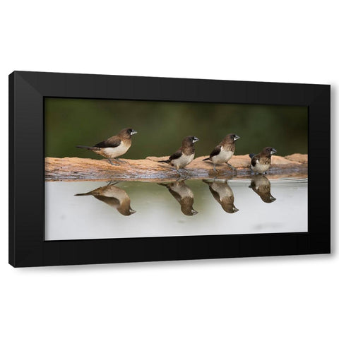 Bird 33 Black Modern Wood Framed Art Print by Lee, Rachel