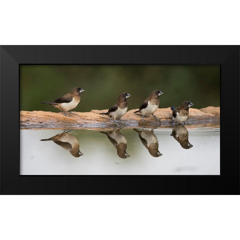 Bird 33 Black Modern Wood Framed Art Print by Lee, Rachel
