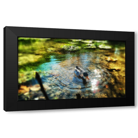 Bird 34 Black Modern Wood Framed Art Print by Lee, Rachel