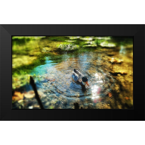 Bird 34 Black Modern Wood Framed Art Print by Lee, Rachel