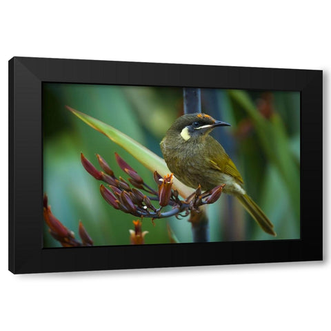 Bird 36 Black Modern Wood Framed Art Print by Lee, Rachel