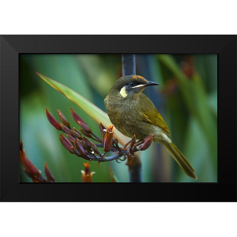 Bird 36 Black Modern Wood Framed Art Print by Lee, Rachel
