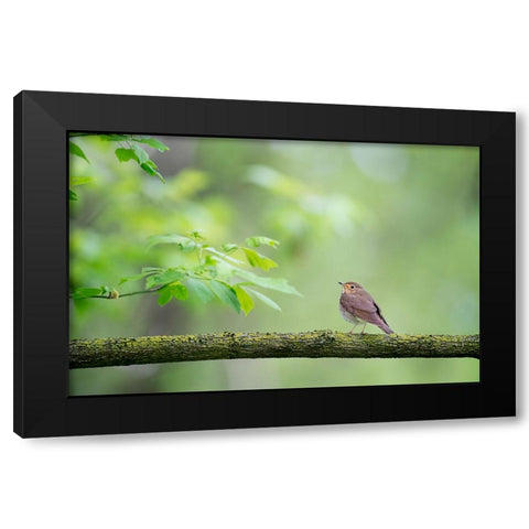 Bird 37 Black Modern Wood Framed Art Print with Double Matting by Lee, Rachel