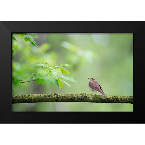 Bird 37 Black Modern Wood Framed Art Print by Lee, Rachel