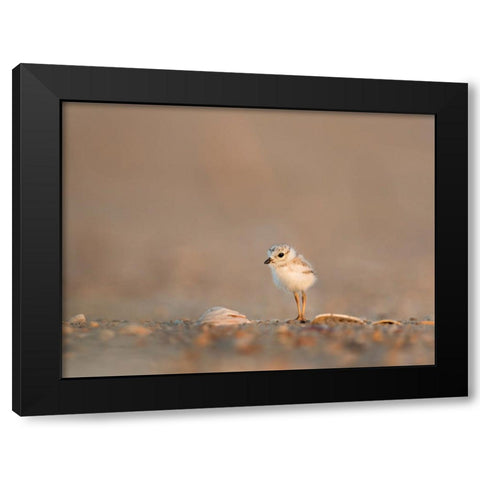 Bird 39 Black Modern Wood Framed Art Print by Lee, Rachel