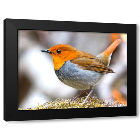 Bird 4 Black Modern Wood Framed Art Print with Double Matting by Lee, Rachel