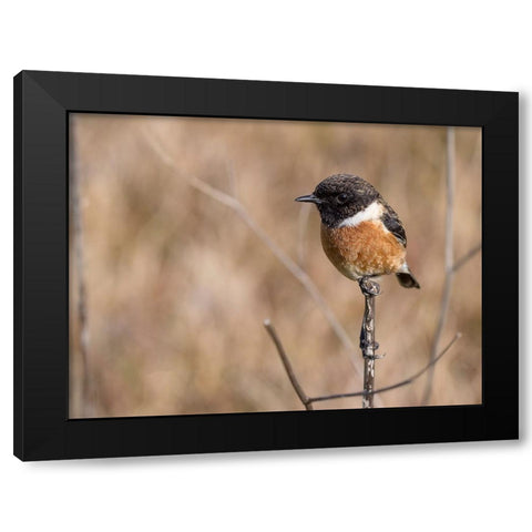 Bird 41 Black Modern Wood Framed Art Print by Lee, Rachel