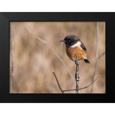Bird 41 Black Modern Wood Framed Art Print by Lee, Rachel