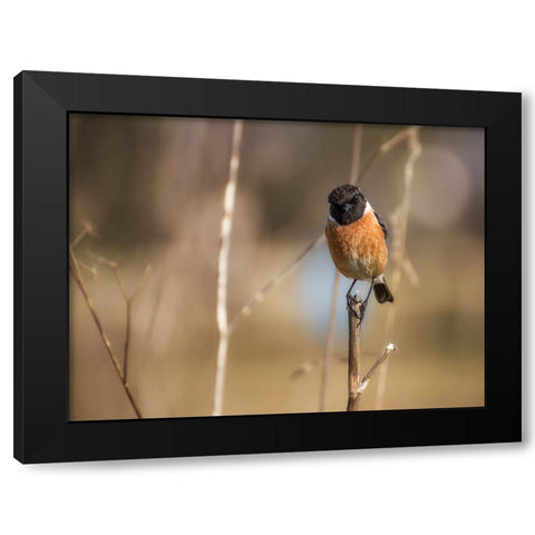 Bird 42 Black Modern Wood Framed Art Print with Double Matting by Lee, Rachel