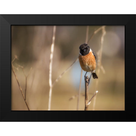 Bird 42 Black Modern Wood Framed Art Print by Lee, Rachel