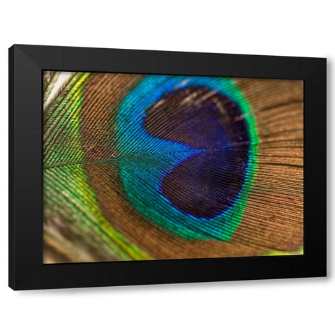 Bird 43 Black Modern Wood Framed Art Print with Double Matting by Lee, Rachel