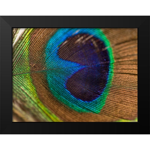 Bird 43 Black Modern Wood Framed Art Print by Lee, Rachel