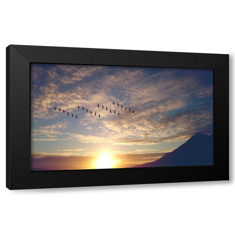 Bird 45 Black Modern Wood Framed Art Print with Double Matting by Lee, Rachel