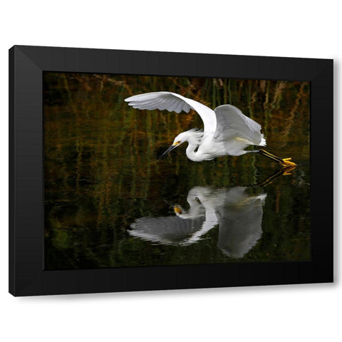 Bird 46 Black Modern Wood Framed Art Print with Double Matting by Lee, Rachel