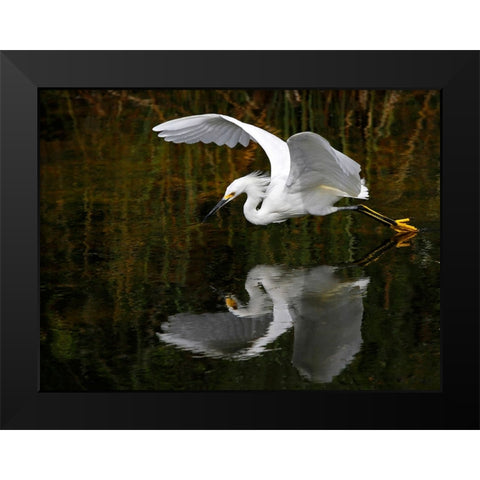 Bird 46 Black Modern Wood Framed Art Print by Lee, Rachel