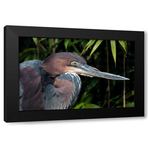 Bird 47 Black Modern Wood Framed Art Print with Double Matting by Lee, Rachel