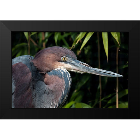 Bird 47 Black Modern Wood Framed Art Print by Lee, Rachel