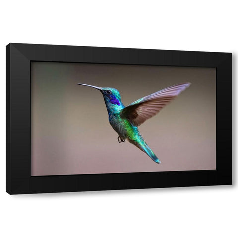 Bird 48 Black Modern Wood Framed Art Print by Lee, Rachel