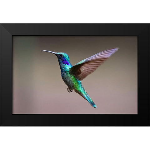 Bird 48 Black Modern Wood Framed Art Print by Lee, Rachel