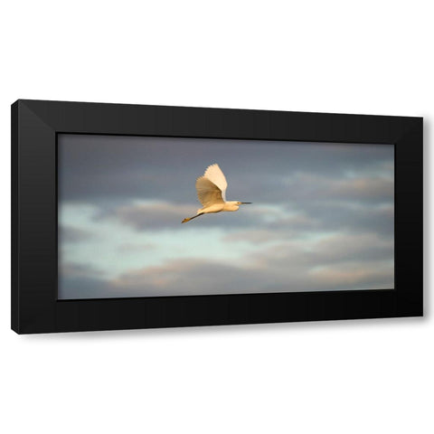 Bird 49 Black Modern Wood Framed Art Print by Lee, Rachel