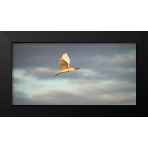Bird 49 Black Modern Wood Framed Art Print by Lee, Rachel