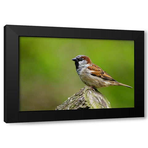 Bird 5 Black Modern Wood Framed Art Print with Double Matting by Lee, Rachel