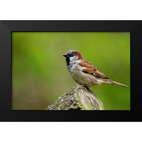 Bird 5 Black Modern Wood Framed Art Print by Lee, Rachel