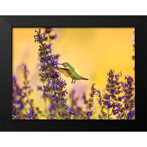 Bird 50 Black Modern Wood Framed Art Print by Lee, Rachel