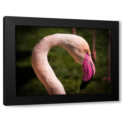 Bird 51 Black Modern Wood Framed Art Print by Lee, Rachel