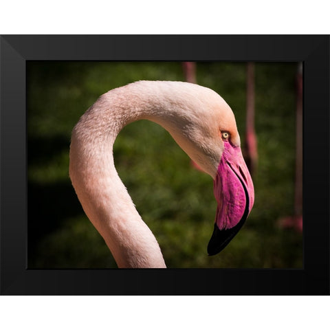 Bird 51 Black Modern Wood Framed Art Print by Lee, Rachel