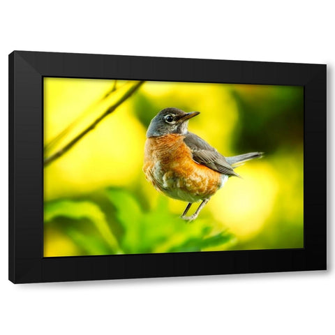 Bird 52 Black Modern Wood Framed Art Print by Lee, Rachel